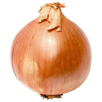 An onion.