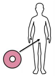 A picture of a pink donut shape with an arrow pointing from it towards the lower private parts of a woman