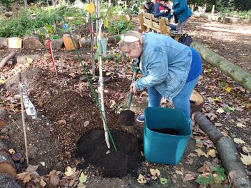 A woman planting a tree