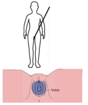 A diagram of the vulva between someone's legs