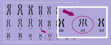 chromosomes 