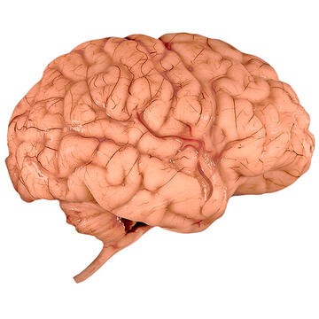 A brain.
