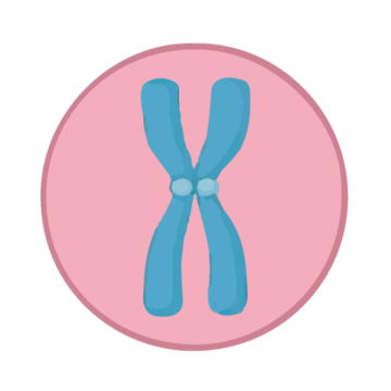 An X chromosome in a pink circle.
