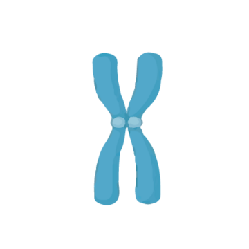 An x chromosome shape