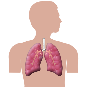 A drawing showing where the lungs are in a person