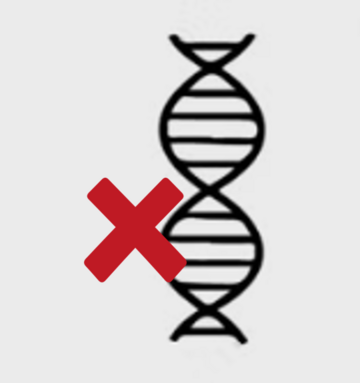 A drawing of a piece of DNA with a red cross next to it