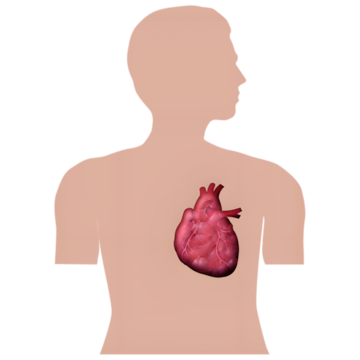 A diagram of where the heart is in the body