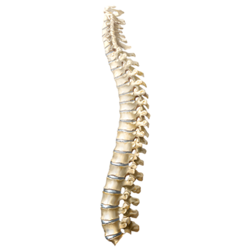 A drawing of the back bone (spine)