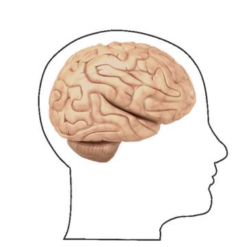 The brain inside an outline of a head.