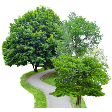A group of trees with a path leading between them.