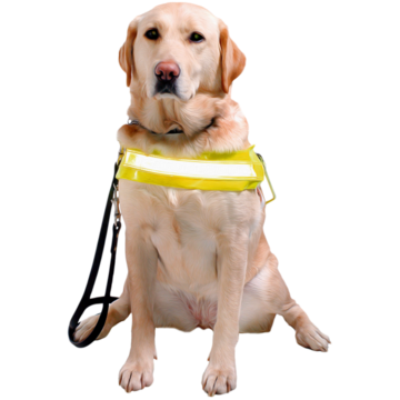 Guide dog