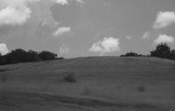A hill, trees and the sky in black and white.