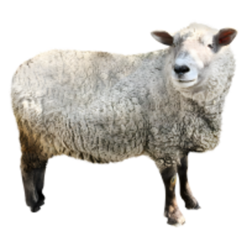A sheep