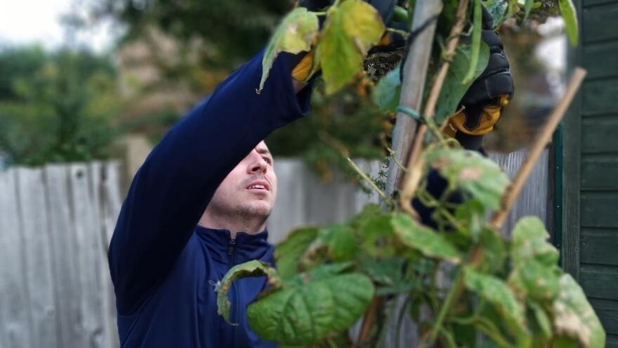 frankie picking beans