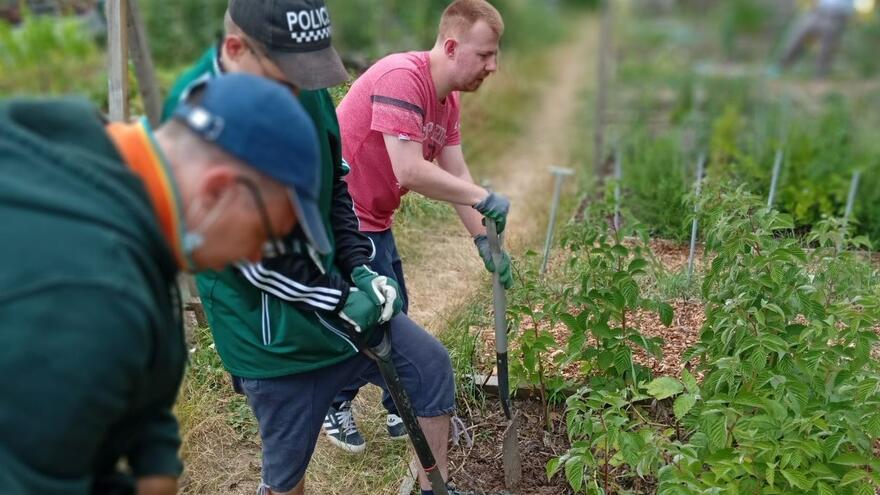 Three members of the group digging hoeing and digging the allottment
