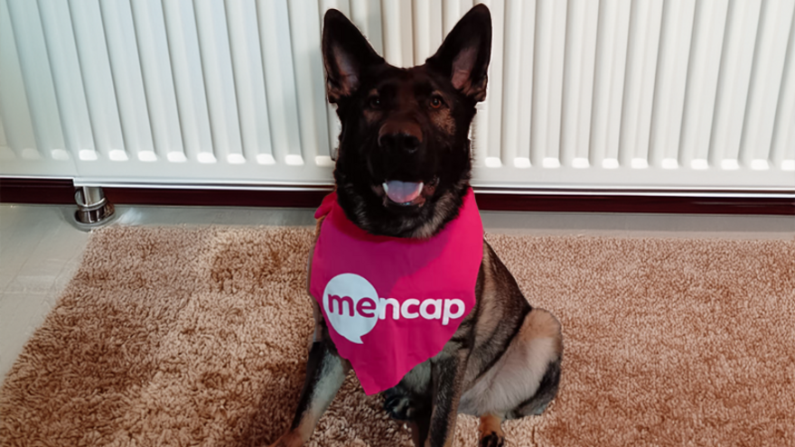 Dog in Mencap bandana