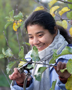 A woman cuts the branch of a tree with some clippers.
